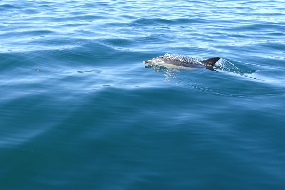 Algarve Dolphin Watching & Marine Life Eco Tour - Additional Information