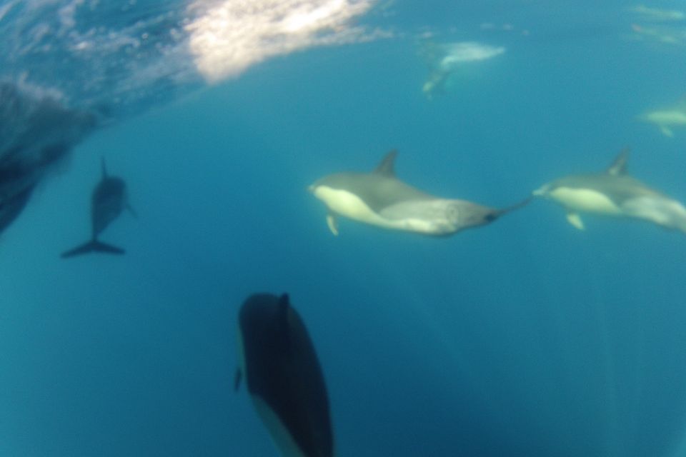 Algarve Dolphin Watching & Marine Life Eco Tour - Highlights