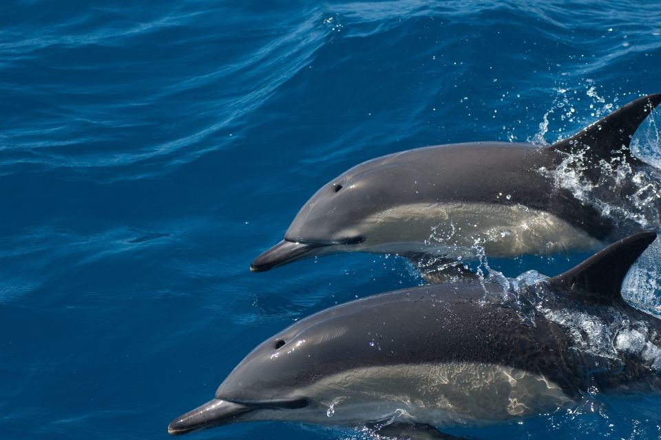 Algarve Dolphin Watching & Marine Life Eco Tour - Inclusions