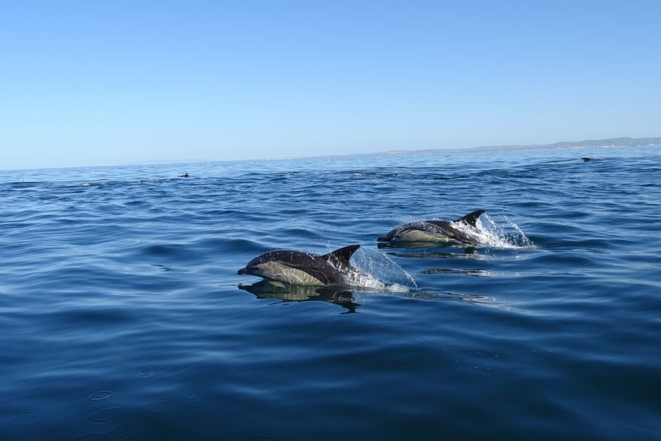 Algarve Dolphin Watching & Marine Life Eco Tour - Frequently Asked Questions