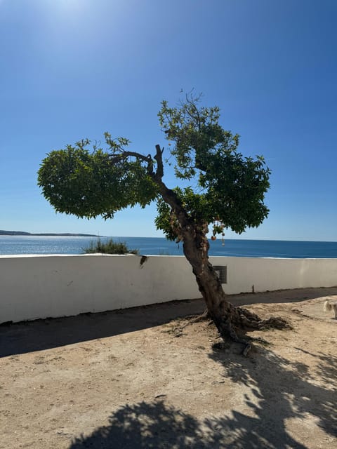 Algarve, Lisbon; V.I.P. Women's road trip with female guide - The Transportation and Comfort