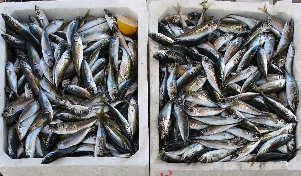 Algarve: Off-the-Beaten-Path Day Trip - Tavira Exploration