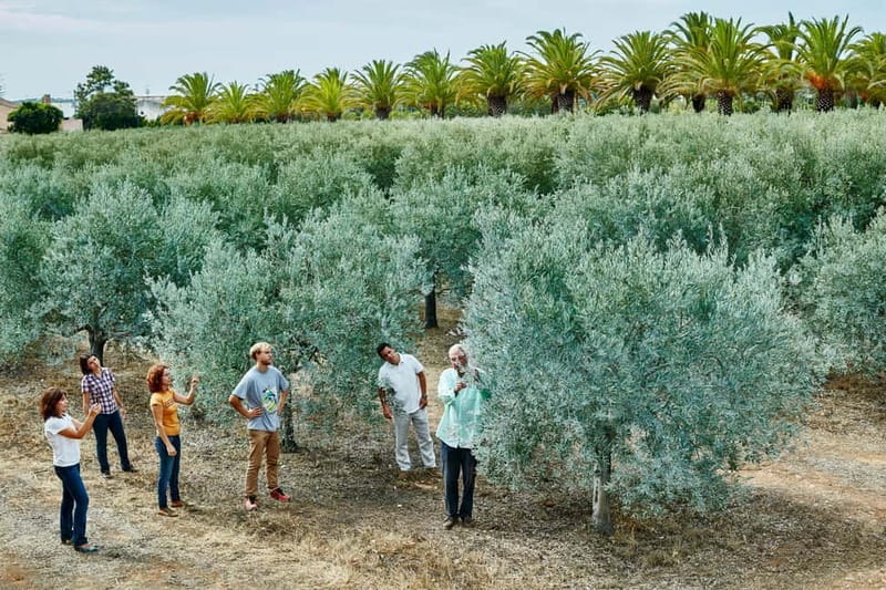 Algarve: Olive Oil, Market, and Ria Formosa Boat Tour - The Sum Up