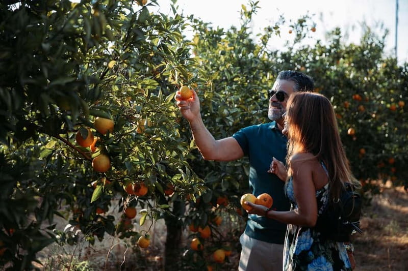 Algarve: Silves, Orange Grove & Monchique Mountains Tour - Key Points