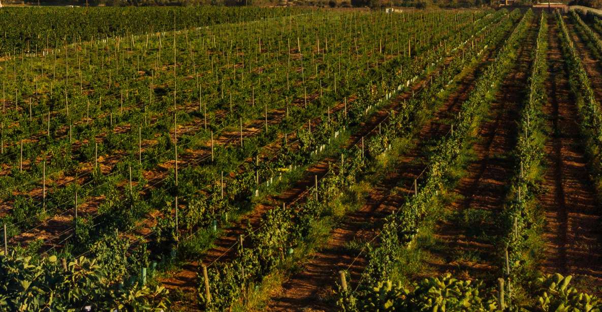 Algarve: Vineyard Tour & Premium Wine Tasting in Silves - FAQ