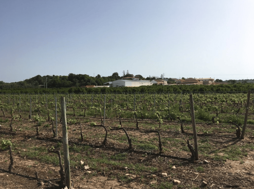 Algarve Wine Tour of two estates guided by wine expert - An In-Depth Look at the Algarve Wine Tour