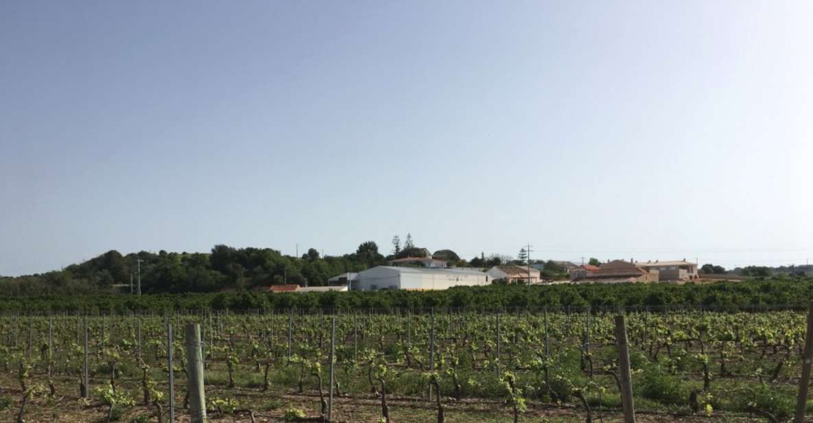 Algarve Wine Tour of Two Estates Guided by Wine Expert - Pickup and Drop-off Locations