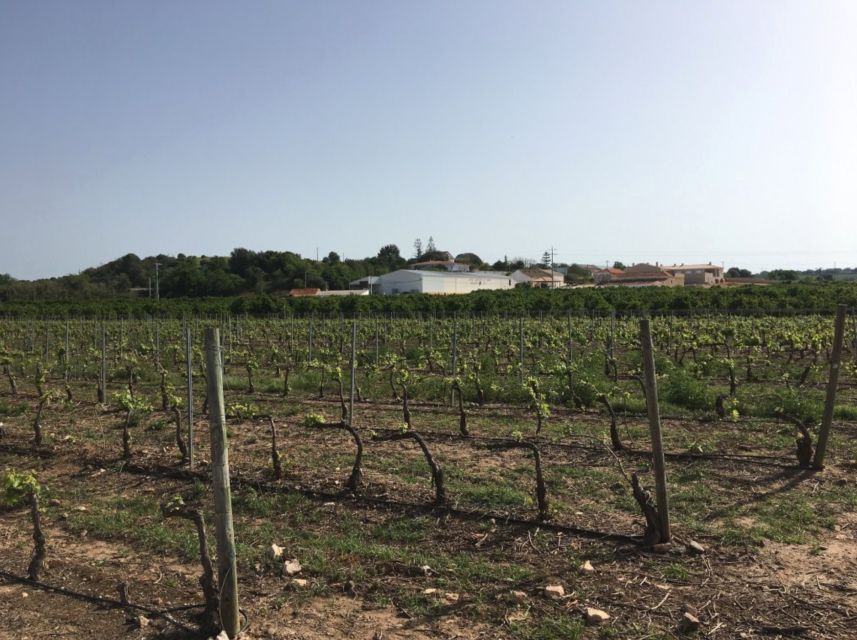 Algarve Wine Tour of Two Estates Guided by Wine Expert - Winery Visits and Itinerary