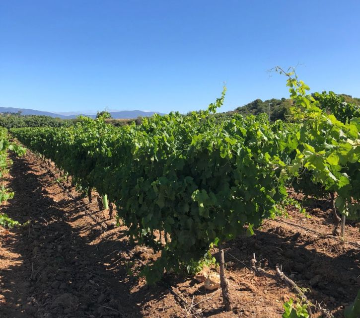 Algarve Wine Tour of Two Estates Guided by Wine Expert - Cancellation Policy