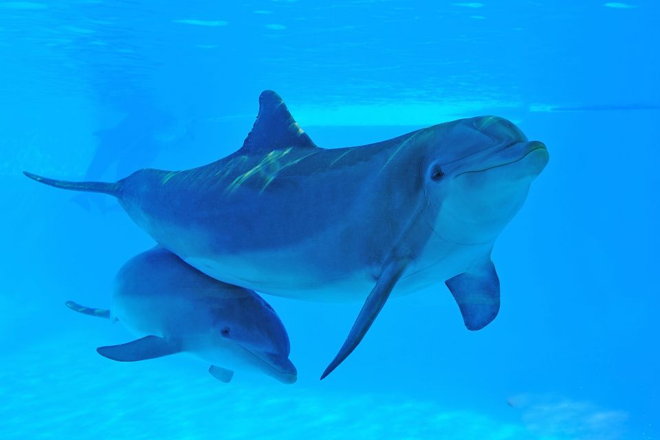 Algarve Zoomarine Ticket and Dolphin Emotions Experience - Inclusions and Amenities