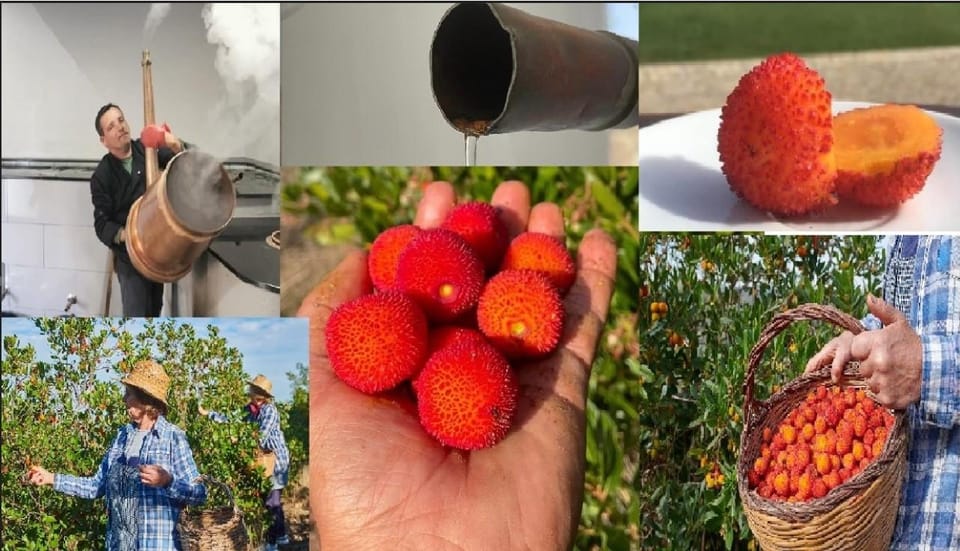 ALGARVE'S ARBUTUS BERRY TRAIL - An Introduction to the Medronho Journey: What’s in Store?