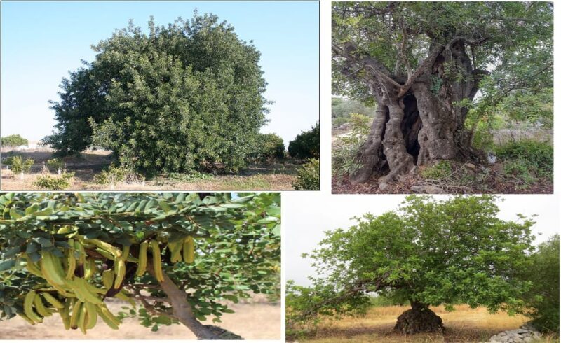 ALGARVE'S CAROB TRAIL - The Value of the Tour
