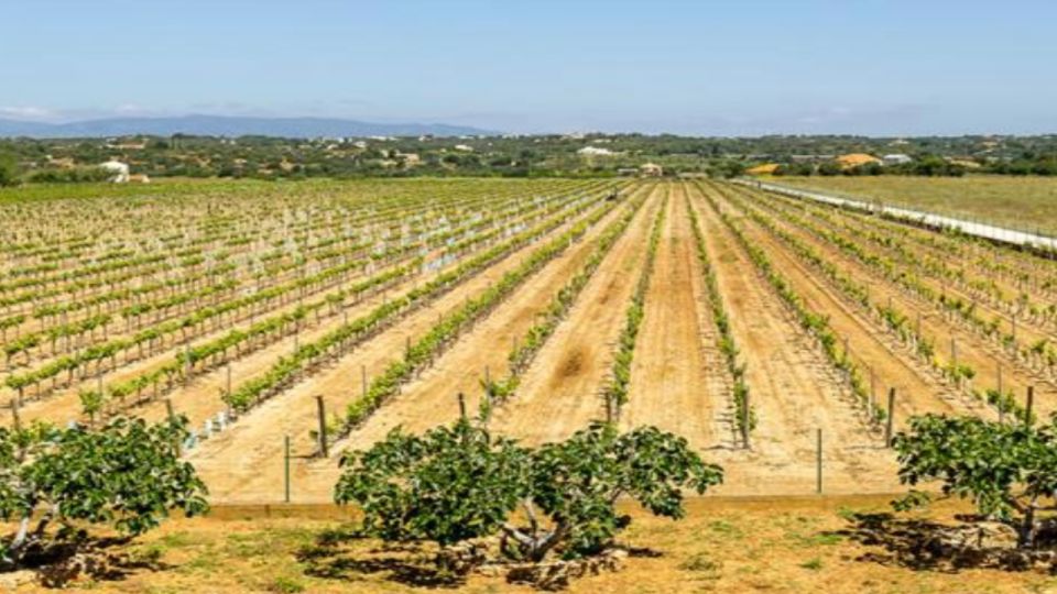 Algarves Classic Wine Tasting - Experience and Highlights