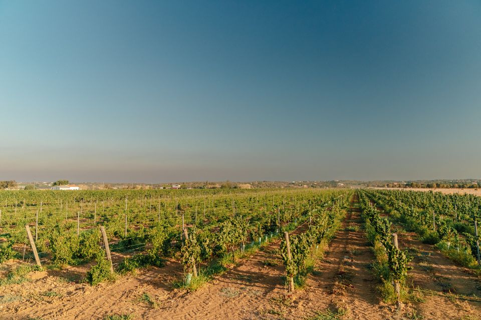 Algarves Classic Wine Tasting - Inclusions and Restrictions