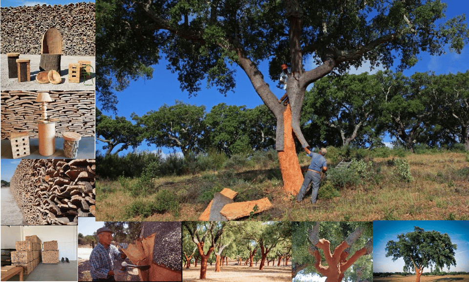 ALGARVE'S CORK TRAIL - An Overview of the Algarve’s Cork Trail