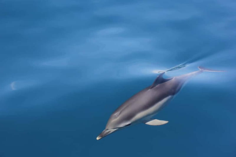 Algeciras: Dolphin and whale watching in reduced groups - Key Points  