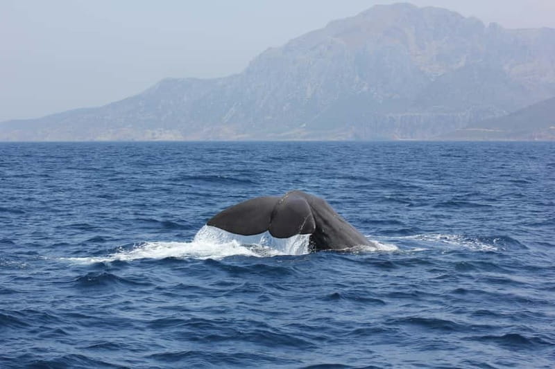 Algeciras: Dolphin and whale watching in reduced groups - The Itinerary: A Typical Day on the Water  