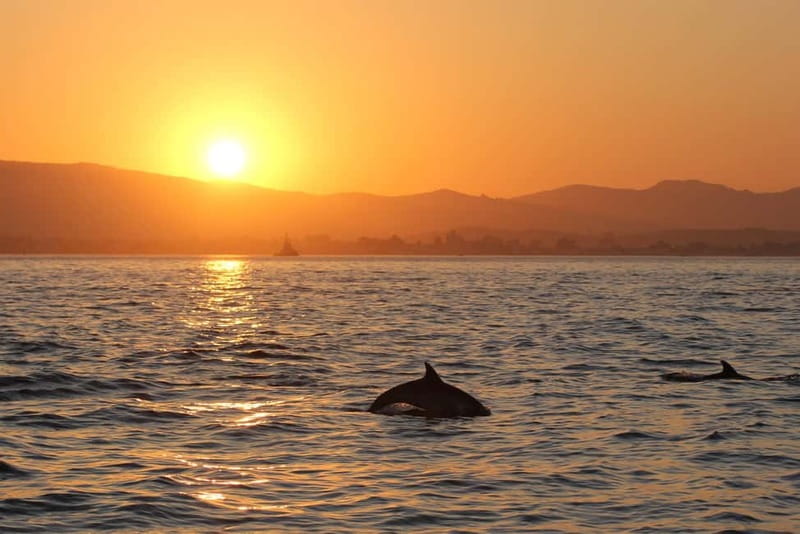 Algeciras: Dolphin and whale watching in reduced groups - Practical Details: What Travelers Need to Know  