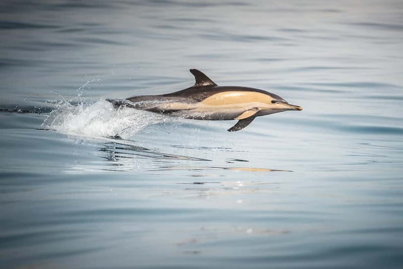 Algeciras: Dolphin and whale watching in reduced groups - Why Choose This Experience?  