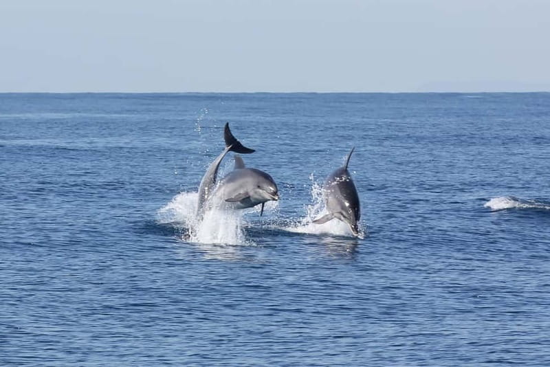Algeciras: Dolphin and whale watching in reduced groups - FAQs  