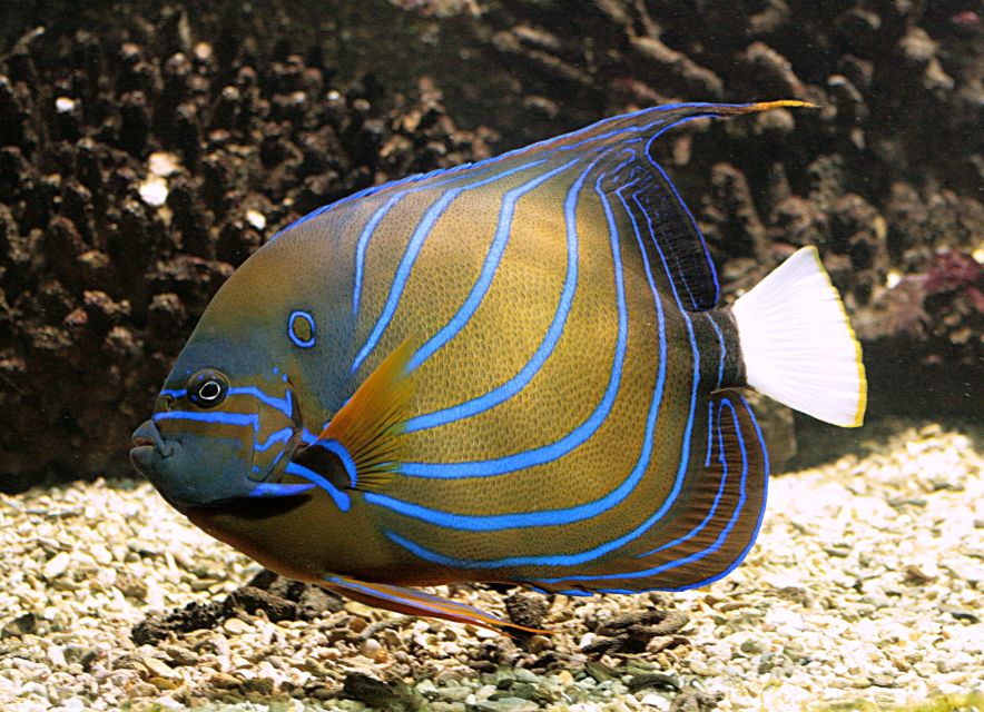 Algés: Vasco Da Gama Aquarium Entry Ticket - Key Points
