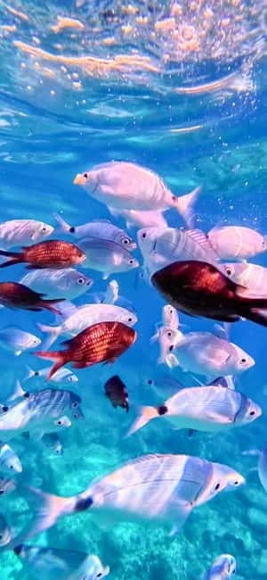 Alghero: Boat Tour and Snorkeling with Aperitif Porto Conte - Who Will Love This Tour?