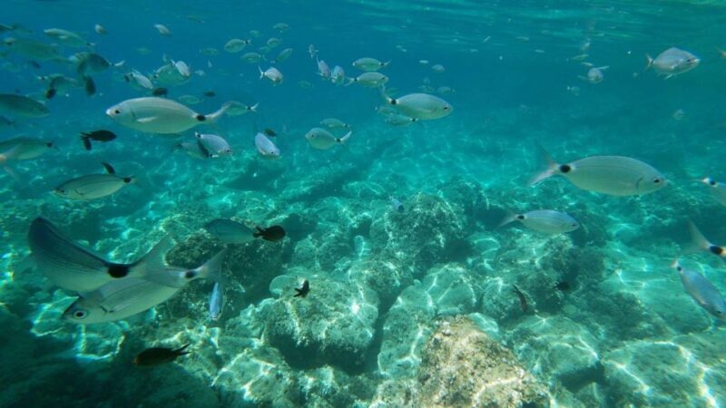 Alghero: Boat Tour with Snorkeling in Porto Conte - Practical Tips for Participants