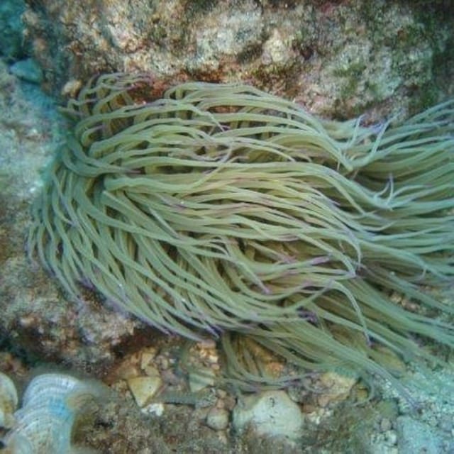 Alghero: discovery diving lesson for beginners - Value for Money