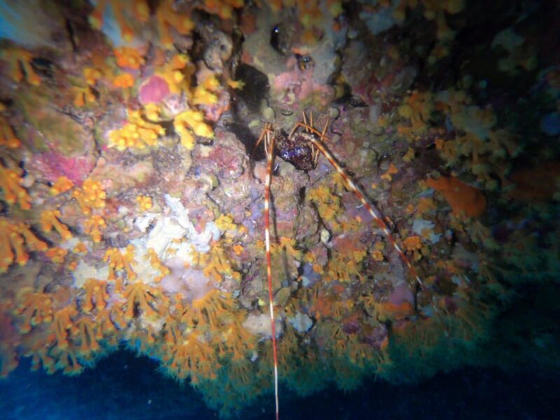 Alghero: Diving - The Real Value of This Diving Tour in Alghero