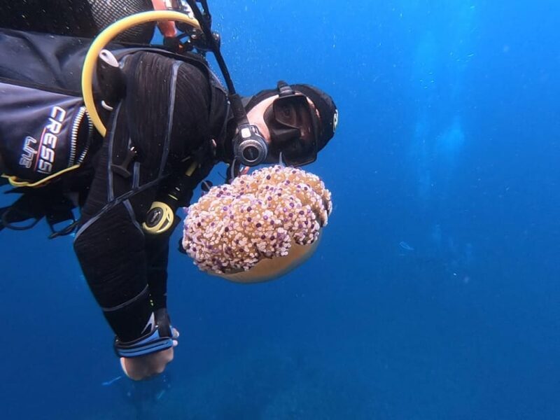Alghero: Diving - The Underwater Environment and Experience