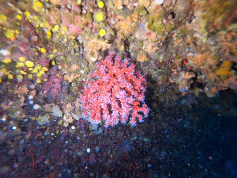 Alghero: Diving - Who Will Love This Experience?