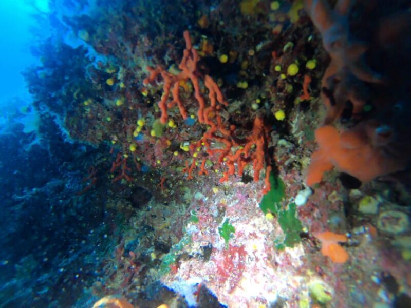 Alghero: Diving - FAQ