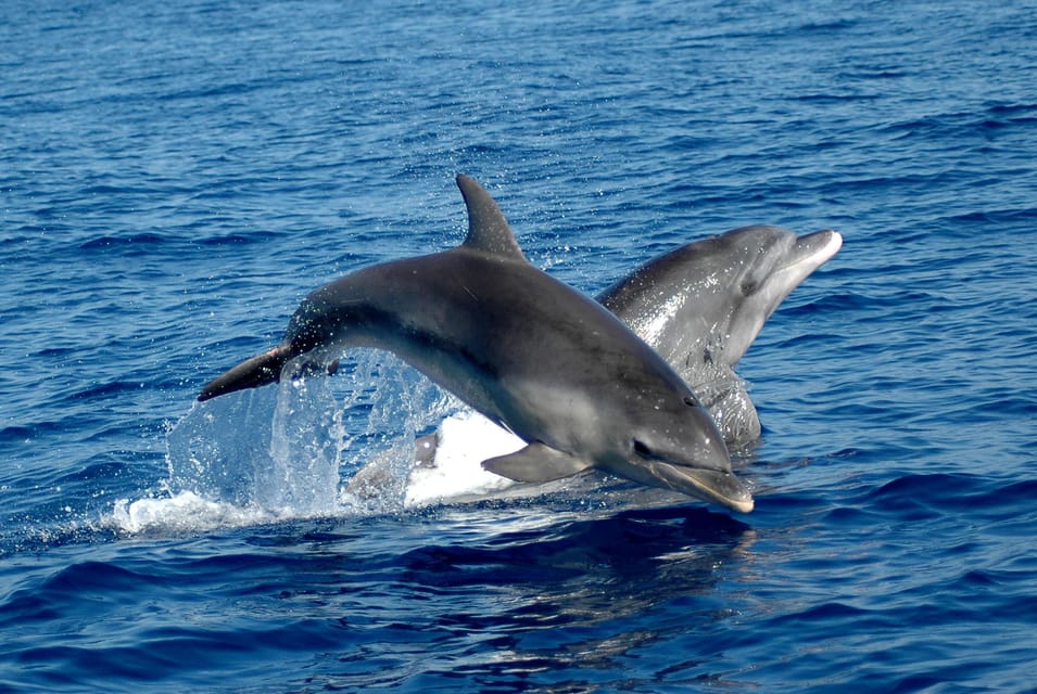 Alghero: Dolphin Watching Tour With Marine Biologists - Tour Overview and Duration