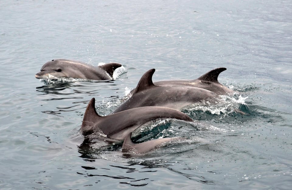 Alghero: Dolphin Watching Tour With Marine Biologists - Important Information and Restrictions