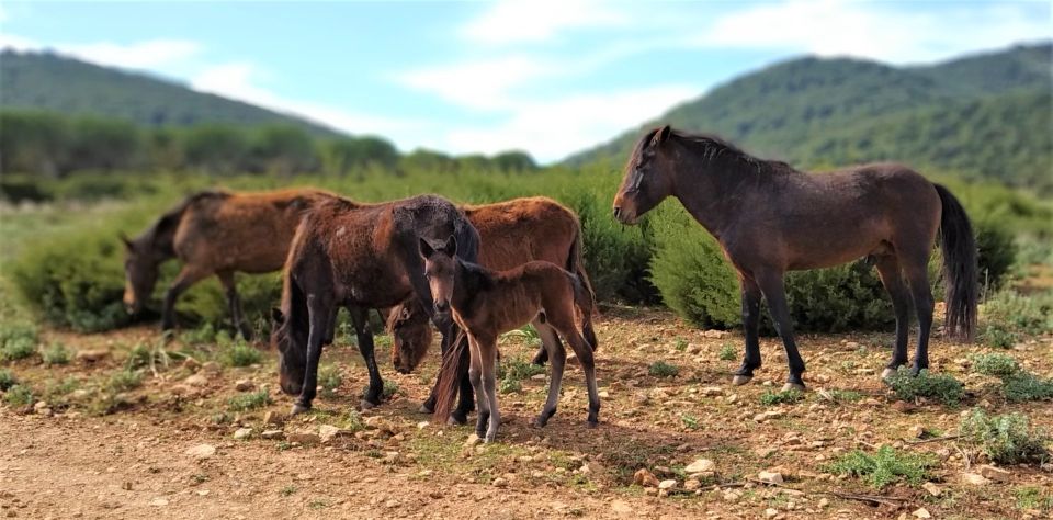 Alghero: Golf Car Hire in Porto Conte Natural Park - Wildlife Encounters