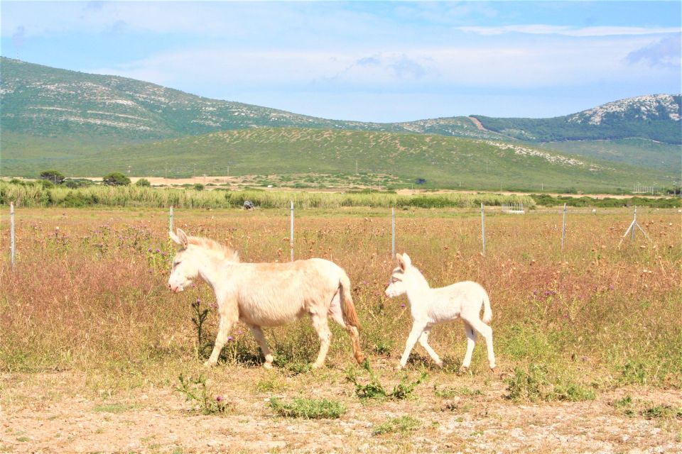 Alghero: Golf Car Hire in Porto Conte Natural Park - Customer Ratings and Reviews