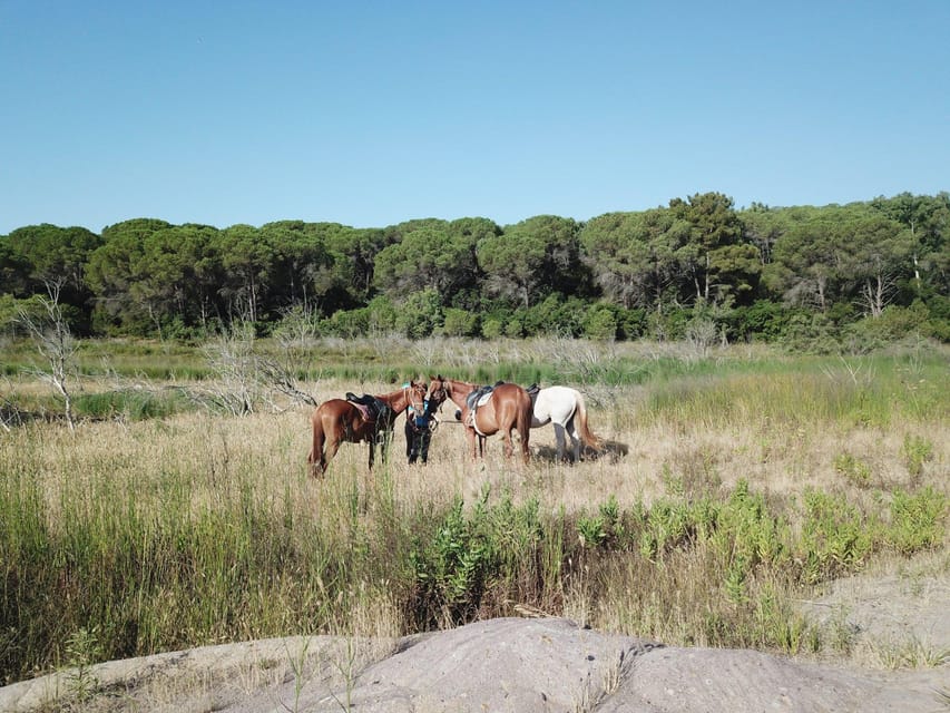 Alghero: horseback riding for experts in Lake Baratz - FAQ