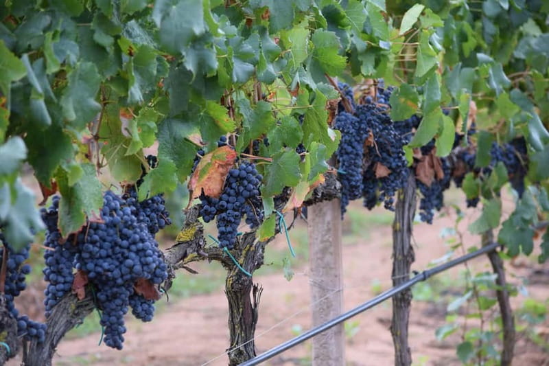 Alghero: Sunset Wine and Olive Oil Tour in Boutique Winery - Final thoughts