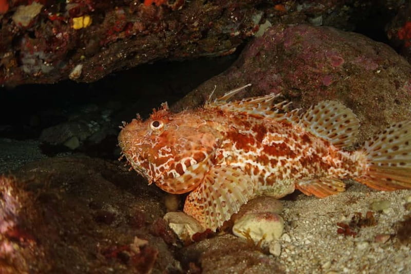 Alghero: Try dive. Scuba diving for beginners. - The Sum Up