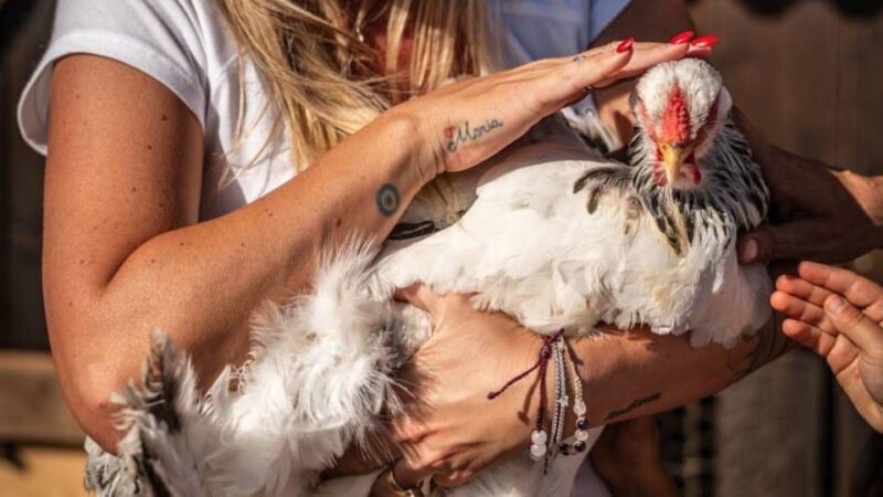 Alghero: visit an animal shelter with lunch or dinner - The Unique Atmosphere of a Shepherd’s Pinnetto
