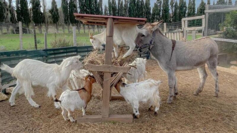 Alghero: visit an animal shelter with lunch or dinner - The Value of the Experience