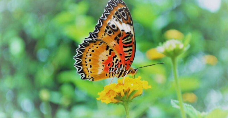 Alghero: Visit at the Butterfly House - Pricing and Duration Details