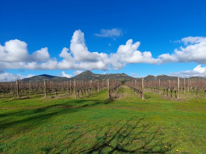Alghero: Wine Tasting W/ Local Aperitif in the Vineyard - Customer Feedback Highlights