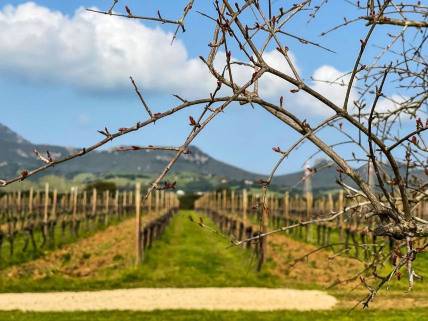 Alghero: Wine Tasting W/ Local Aperitif in the Vineyard - Meeting Point Details