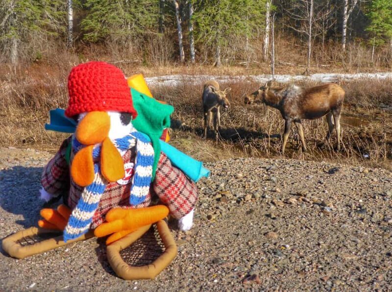 Algonquin Park: Adventure Tour from Toronto - How the Tour Unfolds