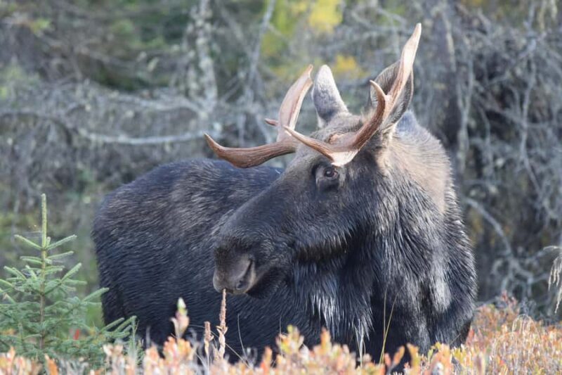 Algonquin Park Day Tour: Canoeing Adventure - Setting Out: What to Expect on Your Canoe Trip
