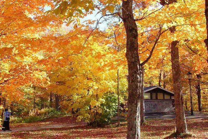 Algonquin Shuttle from Toronto - Transportation, Timing, and Group Size