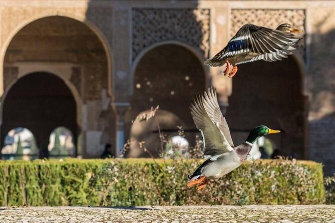 Alhambra Private/Small Group Tour & Nasrid Palaces Skip the Line - From the Reviews: What Travelers Are Saying