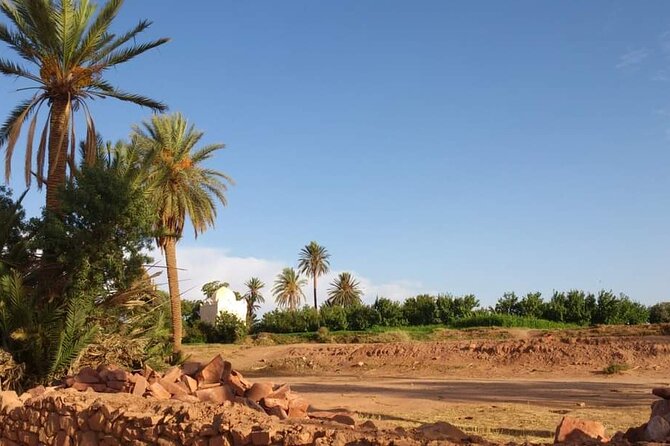 Ali Baba Oasis And The Old Medina Of Taroudant Private Day Tour - Activities and Experiences
