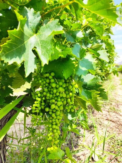 Alicante: Countryside Wine Tour with 4 Tastings - FAQ